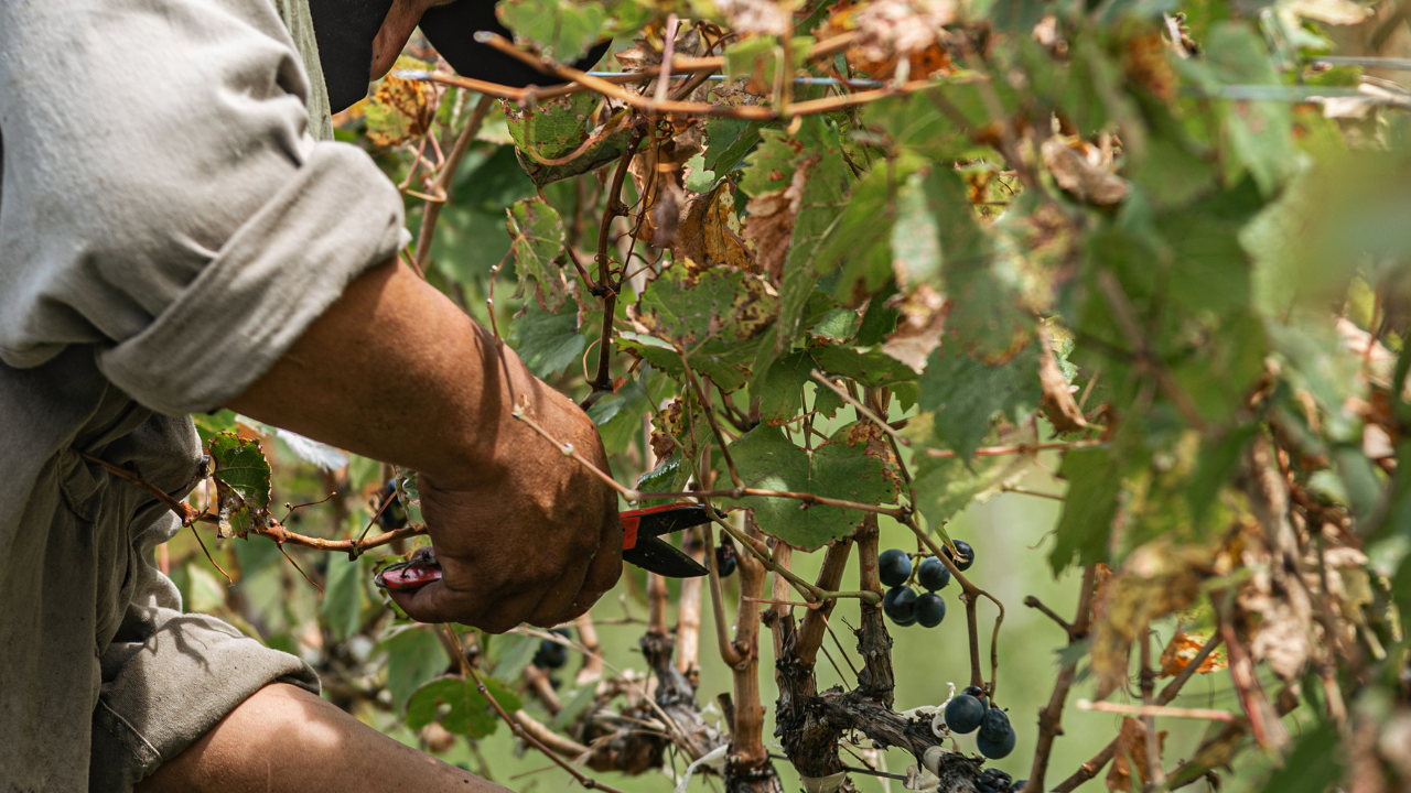 El rostro del empleo rural: precariedad, segmentación laboral y brecha de género