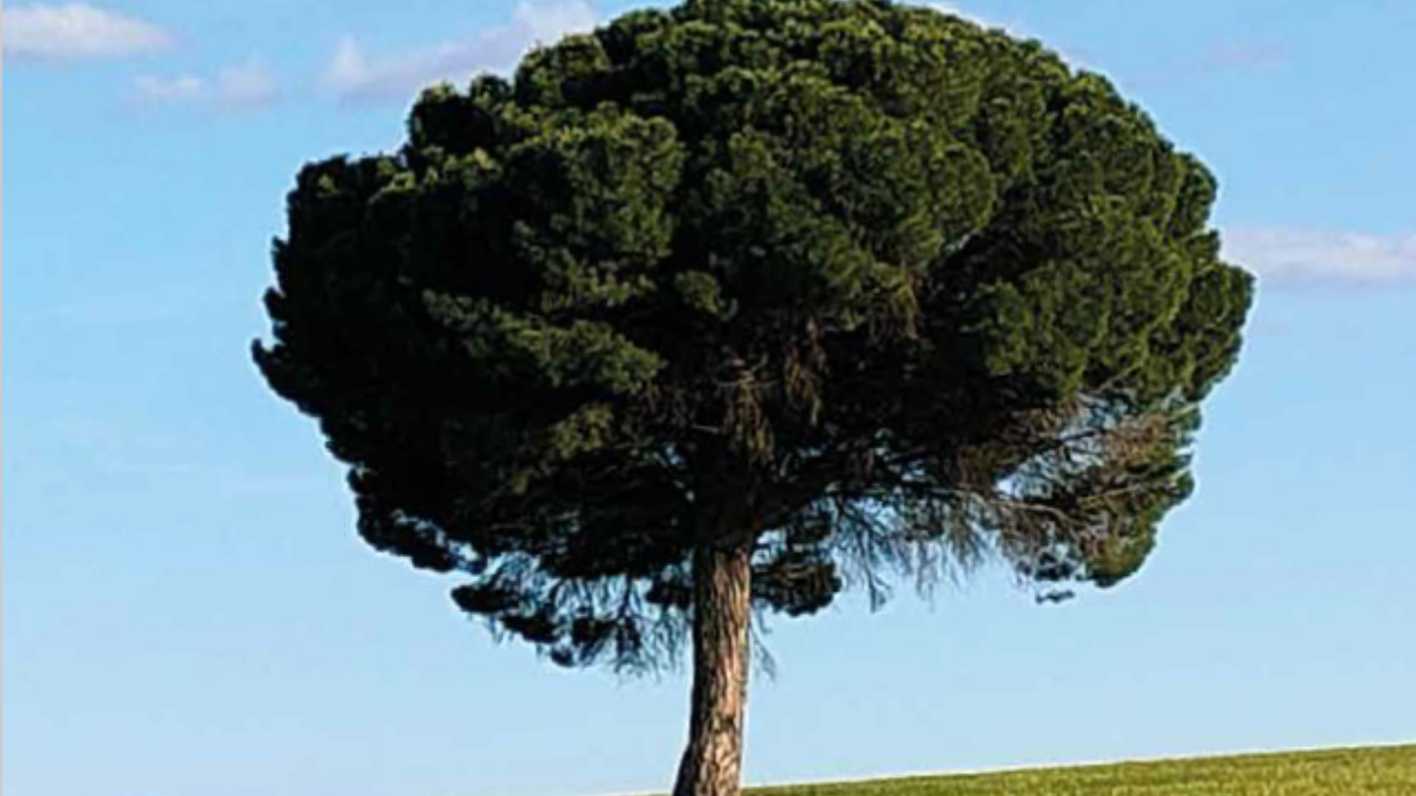 Un árbol grande en primer plano