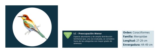 Abejaruco europeo