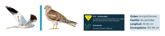 Aguilucho cenizo