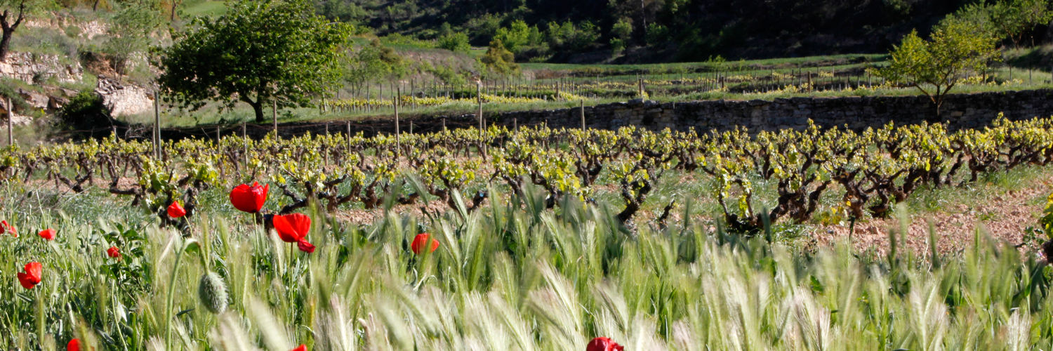 Foto del campo con verde y amapolas