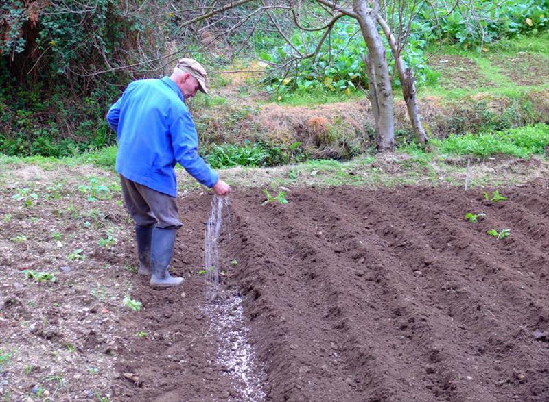 Agricultor echando semillas en un surco del campo