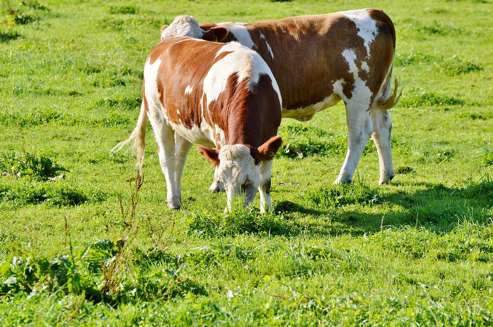Dos vacas pastando