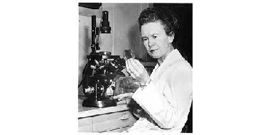 Nettie María Stevens