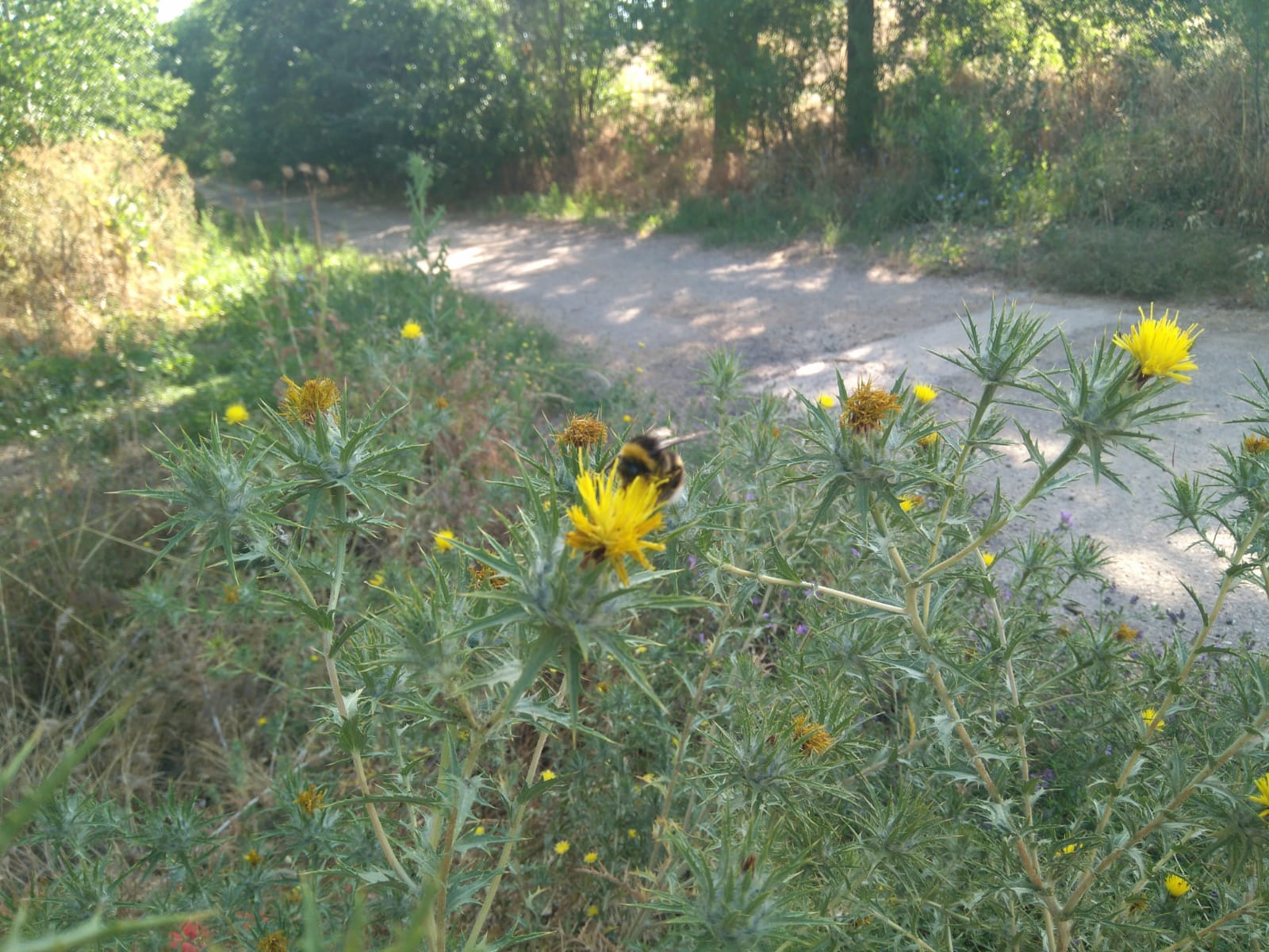 Camino rodeado de plantas verdes y flores amarillas, sobre una de ellas una abeja