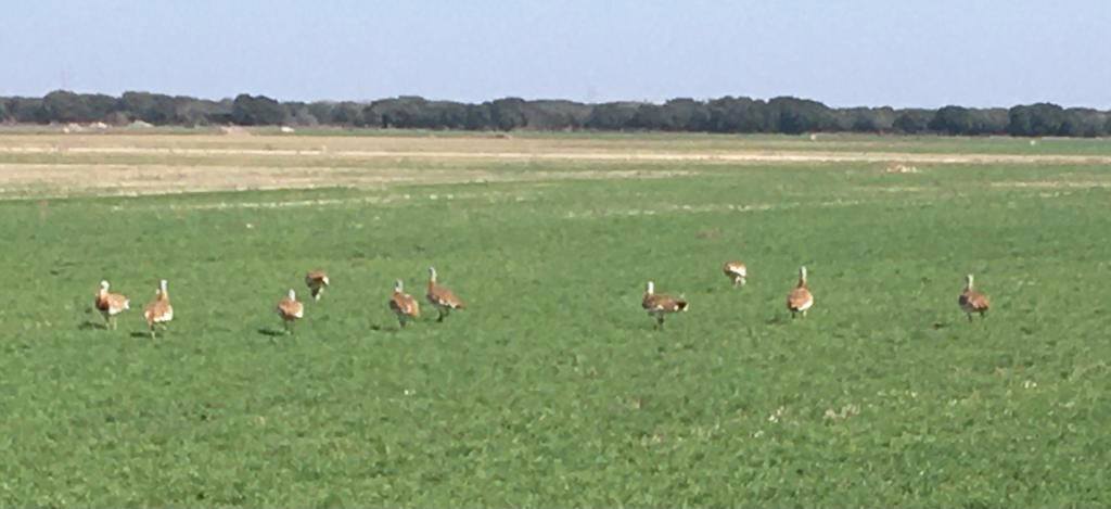 Campo con muchas Avutardas en tierra de campos