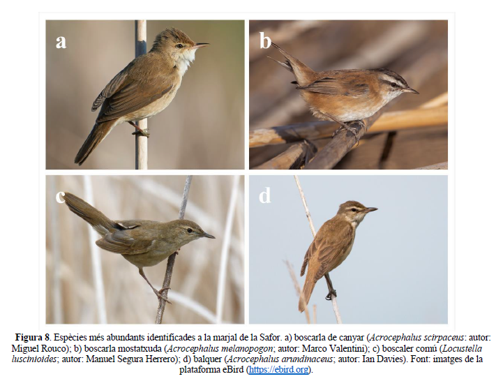 Imágenes de cuatro pájaros para la información que facilita SER Gandía- CDR La Safor Medio Ambiente