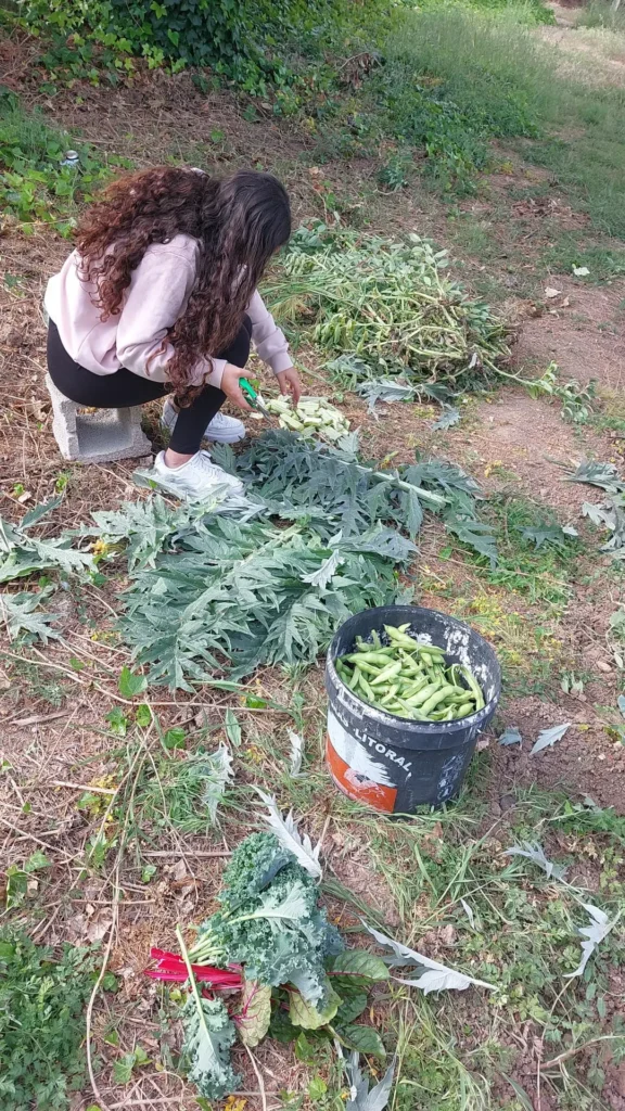 persona joven en el campo recolectado guisantes